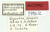 CollectionObject 1513672; MLP3786/2, cd07e2bf-fac3-4d65-87fe-6293c9bf965f: labels (allotype). (CollectionObject).