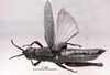 CollectionObject 1566330; a2907654-c4be-4d0c-8420-b0664e60a086: Image C.S. Carbonell. female, dorsal view (syntype of Vilerna flavipennis). (CollectionObject).