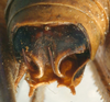CollectionObject 1517144; 5266ab31-1544-430e-8bbd-db37654b4f02: male cerci (holotype). (CollectionObject).