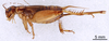 CollectionObject 1964889; 7f1a8e84-b6ba-42b1-84fd-99f2f7c2ec10: Female, lateral view (paratype). (CollectionObject).