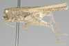 CollectionObject 1535382; 65d54b84-d666-4394-8bac-7811dfe79f9f, MNCNCat. Tipos No 52: male, lateral view (lectotype). (CollectionObject).