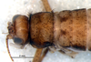 CollectionObject 1581936; ef8c9b52-e91f-429f-aee1-920ec685d350: female, head and thorax, dorsal view (paratype). (CollectionObject).