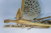 CollectionObject 1562316; caa7a6b4-f4a9-4918-aefb-29abbb0a60a0: copyright MNHN, Paris. male of synonym Vasilissa tecticollis: head and thorax (holotype). (CollectionObject).