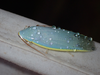 Panchlora aurora Hebard, 1926: (Otu).
