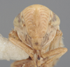 Head on Athysanella (Gladionura) emarginata (Osborn, 1930): Head. (Observation).