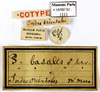 CollectionObject 1587196; MNHN(SF IMPORT DUPLICATE) MNHN-EP-EP1111, 7efcb838-3a16-4a02-b3cf-6684fb133ded: CC BY-NC-ND 4.0/MNHN - Depraetere Marion - 2014. Syntype, female, of basalis Serville, 1838. Specimen number: MNHN-EP-EP1111. http://coldb.mnhn.fr/catalognumber/mnhn/ep/ep1111. (CollectionObject).