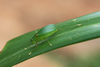 Ectomoptera nepicauda Ragge, 1980: 2013. female (E Usambara, Amani). (Otu).