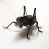 CollectionObject 1584853; 0ac38973-a848-4203-a037-8eb0fa95a197: male. (CollectionObject).