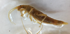 CollectionObject 1562865; b3aaad37-5dcb-4b7e-9826-da6f0c463840: copyright LEMQ, Lyman. female (paratype). (CollectionObject).;CollectionObject 1562866; 46a6ec65-ec25-4d7e-896b-451d1703ffcb: copyright LEMQ, Lyman. female (paratype). (CollectionObject).