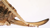 CollectionObject 1541628; 18d17197-772d-4496-8ba4-5294d4faf72e: female ovipositor (paratype of Deracanthina mistshenkoi). (CollectionObject).