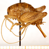 CollectionObject 1499651; 70854c0f-a2aa-4774-b59a-40a3e11838bc: female, lateral view (allotype). (CollectionObject).