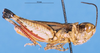 CollectionObject 1581405; 9988e7eb-206f-4ee3-abc9-f9ebe4312c16: male, lateral view (paratype). (CollectionObject).