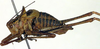 CollectionObject 1500671; 0e378116-1106-48e8-8d35-788bf6bad3d2: male, lateral view (holotype of Poecilimon richteri). (CollectionObject).
