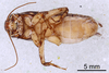 CollectionObject 1522767; b72b8fb4-7164-4e49-a28e-e1a3b048b396: Male, ventral view (holotype). (CollectionObject).