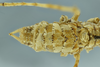 CollectionObject 1532457; 51a3be06-ecff-488c-8165-541ec8849cf7: male abdomen, dorsal view (holotype). (CollectionObject).