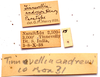 CollectionObject 2704312; CNMS 15, f08e2bf3-687c-4fb0-8716-7212dd5d71c8, CNMS 15: label. labels (paratype). (CollectionObject).