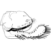 Pygofer, lateral view on Empoasca (Empoasca) furcatula Ghauri, 1979: Genital capsule, lateral view. (Observation).