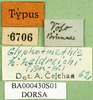 CollectionObject 1501161; 81119c6f-f5be-4597-9cf9-86bfa4446fc5, DORSA BA000430S01: labels (holotype of Glyphotmethis heldreichi rubrescens). (CollectionObject).