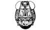 Aucacris bullocki Rehn, 1943: Fig. 23. male, head, frontal view. (Otu).
