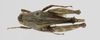 CollectionObject 1523022; ab692a7f-2beb-4ca1-a373-0db3f54a4538: female, dorsal view (holotype). (CollectionObject).
