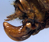 Arantia (Goetia) galbana (Karsch, 1892): female ovipositor (Cameroon, Bitye). (Otu).
