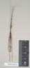 CollectionObject 1562685; a3ff7401-7614-4afe-9c29-41aa032259b4: copyright Natural History Museum, London. male (paratype). (CollectionObject).;CollectionObject 1562686; f32ddbbd-4c7b-4867-a04f-7a617b041ec1: copyright Natural History Museum, London. male (paratype). (CollectionObject).