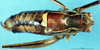 CollectionObject 1507157; 7a085497-6de0-4f4e-ab29-27c85989b64f: male, dorsal view. (CollectionObject).