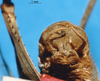 CollectionObject 1504992; 8b999150-c058-459d-b786-0ff8fcdcaa33, DORSA D007SM01: male abdomen tip (holotype). (CollectionObject).