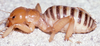 CollectionObject 2775308; CAS Entomology type 20083, 0450691c-ea5e-4181-8007-aaee4a9ae370: male (holotype). (CollectionObject).