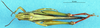 CollectionObject 1543104; 481247d3-8c38-4a21-9bfa-8c891cdc0de3: male, dorsal view. (CollectionObject).