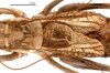 CollectionObject 1475599; c97e7739-249b-4dae-bf76-d02f6a7dd1c7: male pronotum and tegmen, dorsal view (holotype). (CollectionObject).