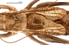 male pronotum and tegmen, dorsal view (holotype). Depicts CollectionObject 1475599; c97e7739-249b-4dae-bf76-d02f6a7dd1c7, a CollectionObject.