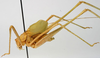 CollectionObject 1568302; 0eb2d2dc-79d9-4616-b735-01840e52ce9f: male, lateral view (paratype). (CollectionObject).