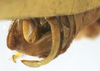 CollectionObject 1539825; d35eb94e-4f5b-48a7-ae48-ce31593cc3c5: male cerci (holotype). (CollectionObject).