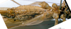CollectionObject 1505637; 9a9510dd-0900-4038-adf1-8f7aabae09fe: female subgenital plate (holotype). (CollectionObject).