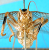 CollectionObject 1500155; e6713855-9cc7-4867-a669-aca9575c269a, MfN 4787: male, frontal view (holotype of Gryllacris alternans). (CollectionObject).