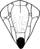 Head: !! display not done !! on Smyga distincta Dworakowska, 1995: Face. (Observation).