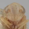 Head on Athysanella (Athysanella) utahna Osborn, 1930: Head. (Observation).