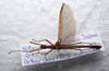 CollectionObject 1580876; b4457512-2fc6-4abd-829e-d2fd3b354211: copyright FRCS Sabah. male (holotype). (CollectionObject).