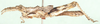 Echinotropis karasensis (Sjöstedt, 1932): female, lateral view. (Otu).