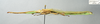 CollectionObject 1600471; 749c2ec5-4512-4890-9454-2383073fb450: copyright IMQC, Rene Limoges. male, lateral view (holotype). (CollectionObject).