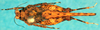 CollectionObject 1500854; 80cdd0ef-6fda-436c-a474-fba59fd56c0d: female, dorsal view (paralectotype). (CollectionObject).