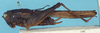 CollectionObject 1518014; 2c6b1f49-fd53-4ace-9b3a-bf172923fc79, NHMUK010924496: female, lateral view (holotype). (CollectionObject).