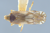 Habitus, dorsal view: !! display not done !! on Nymphocixia unipunctata Van Duzee, 1923: (Observation).