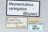 CollectionObject 2869075; 6a9e11c6-9a52-403d-9569-e3f0999fcdfa, CNCI 90787: Neonemobius variegatus. (CollectionObject).