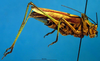 CollectionObject 1501737; e4910429-bff2-465d-95e6-4e02f9871ac9, DORSA BTpoeannS02: male, lateral view. (CollectionObject).