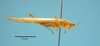 male, body lateral view (syntype). Depicts CollectionObject 1542972; 93058fea-055e-409f-9007-5f85cacbca29, a CollectionObject.