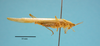 CollectionObject 1542972; 93058fea-055e-409f-9007-5f85cacbca29: male, body lateral view (syntype). (CollectionObject).