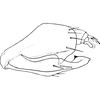 Pygofer, lateral view on Zyginella pulchra Löw, 1885: Pygofer, lateral view. (Observation).