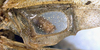 CollectionObject 1516843; 7afc90fe-5988-4104-a507-519a60e29f1c: male, mirror area of right tegmen (holotype). (CollectionObject).